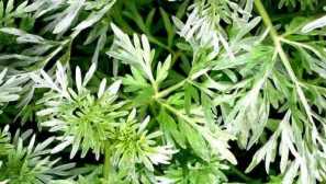 Fluff wormwood опис, акција, методи на третмани